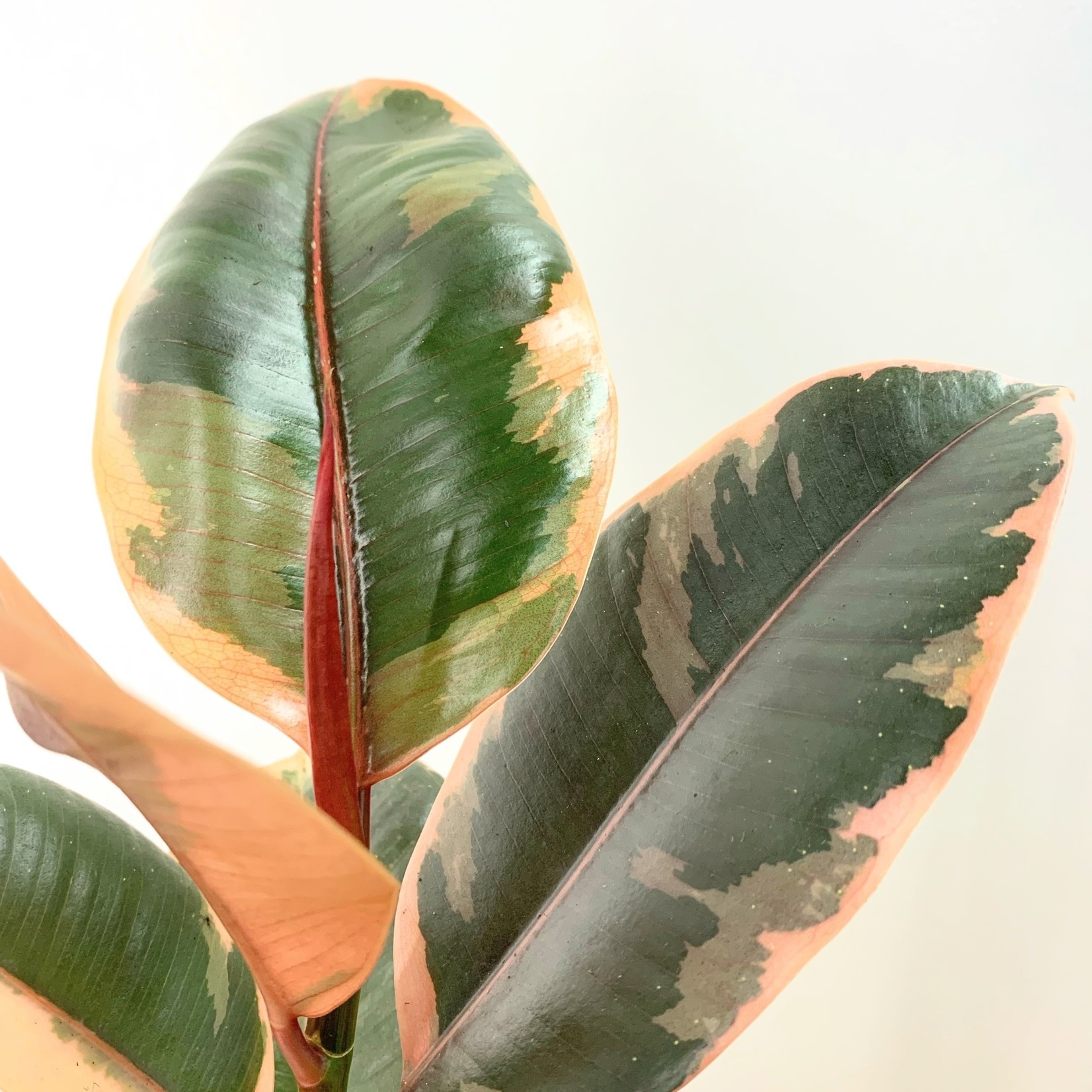 Planten Ficus elastica belize - Ø14