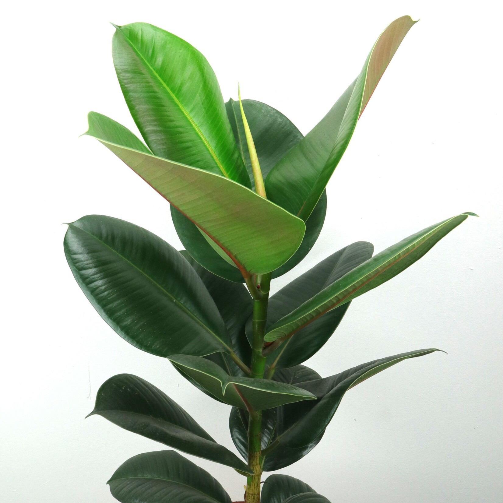 Planten Ficus elastica robusta - Ø17