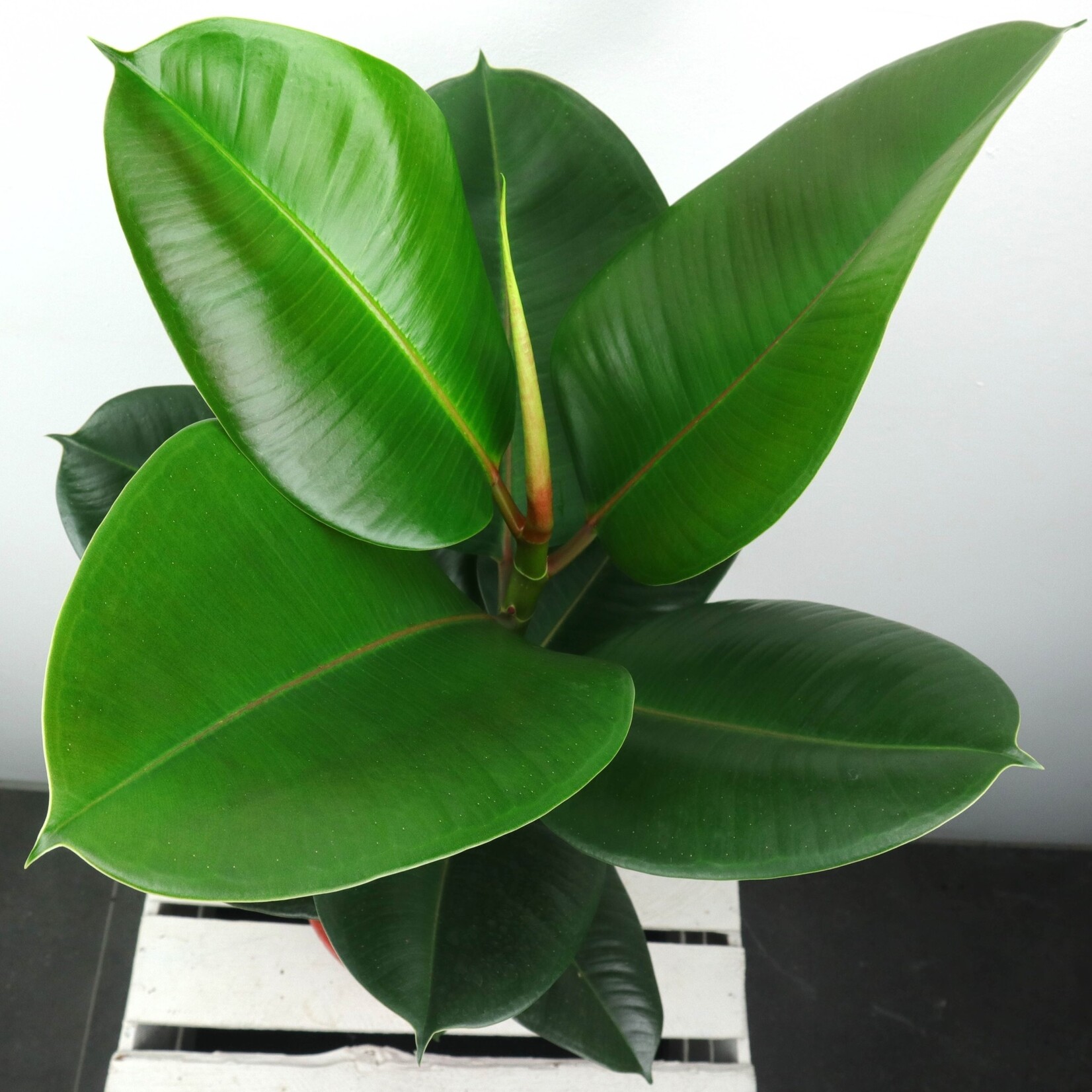 Planten Ficus elastica robusta - Ø17