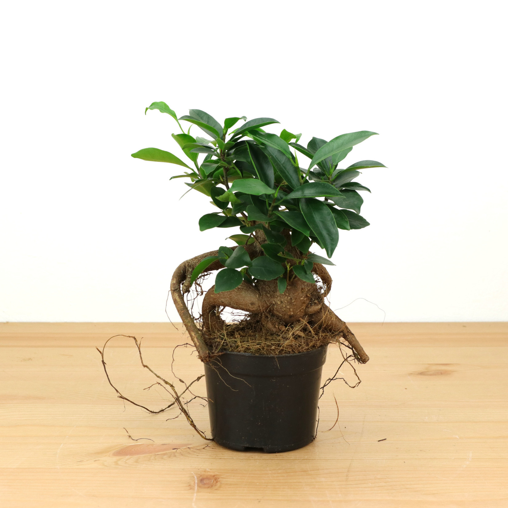 Planten Ficus Ginseng - Ø08.5