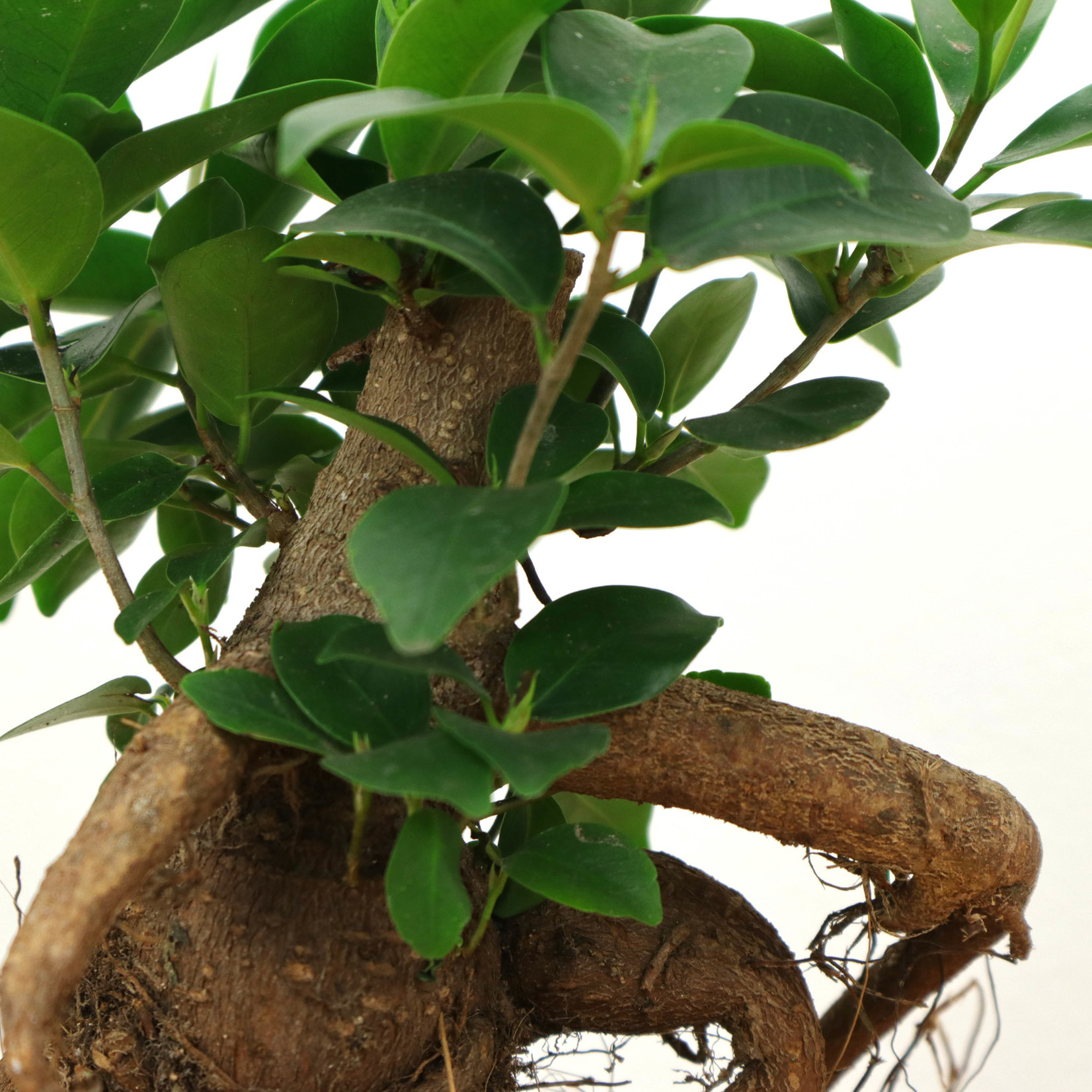 Planten Ficus Ginseng - Ø08.5