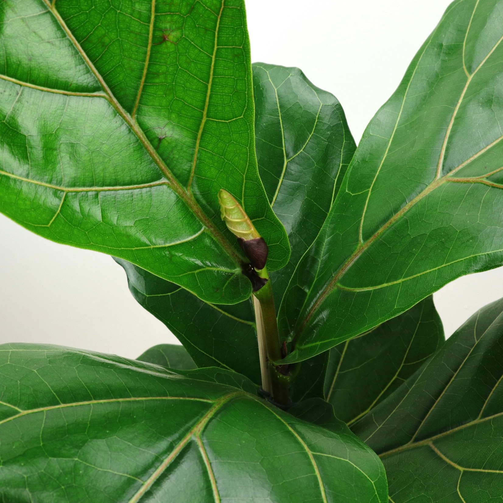 Planten Ficus lyrata - Ø17