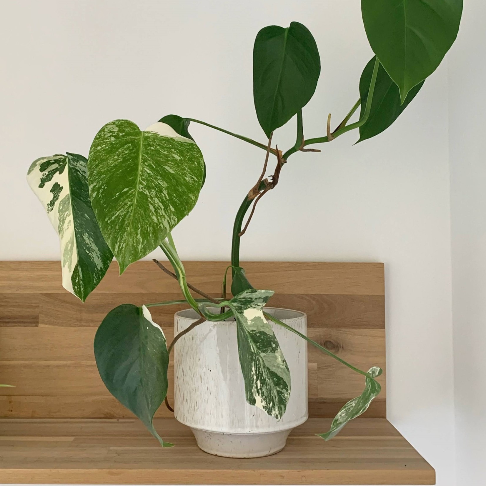 D&M Depot Java wit - Ø16