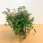 Planten Tradescantia quadricolor - Ø12