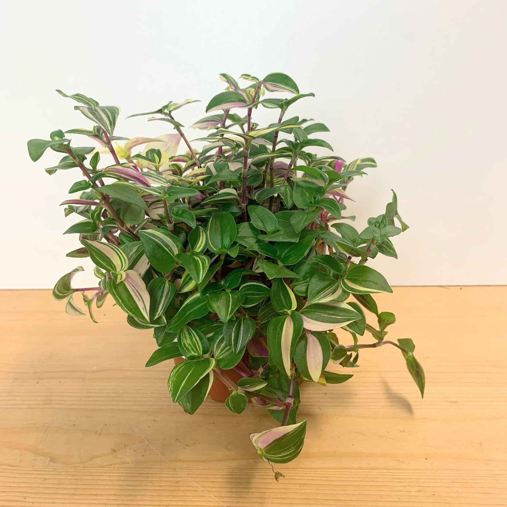Planten Tradescantia quadricolor - Ø12