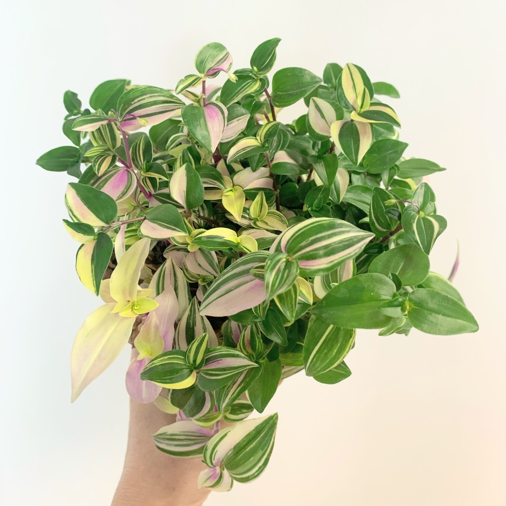 Planten Tradescantia quadricolor - Ø12