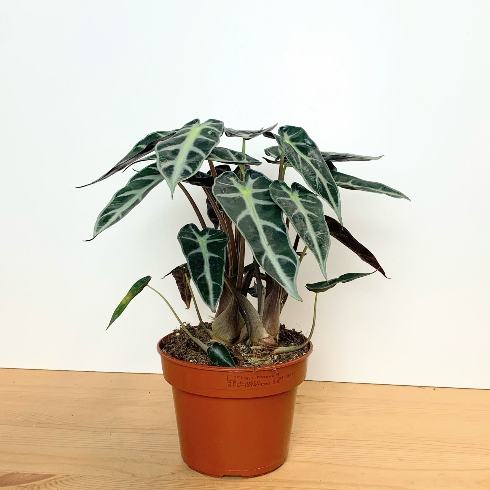 Planten Alocasia Bambino Arrow - Ø14