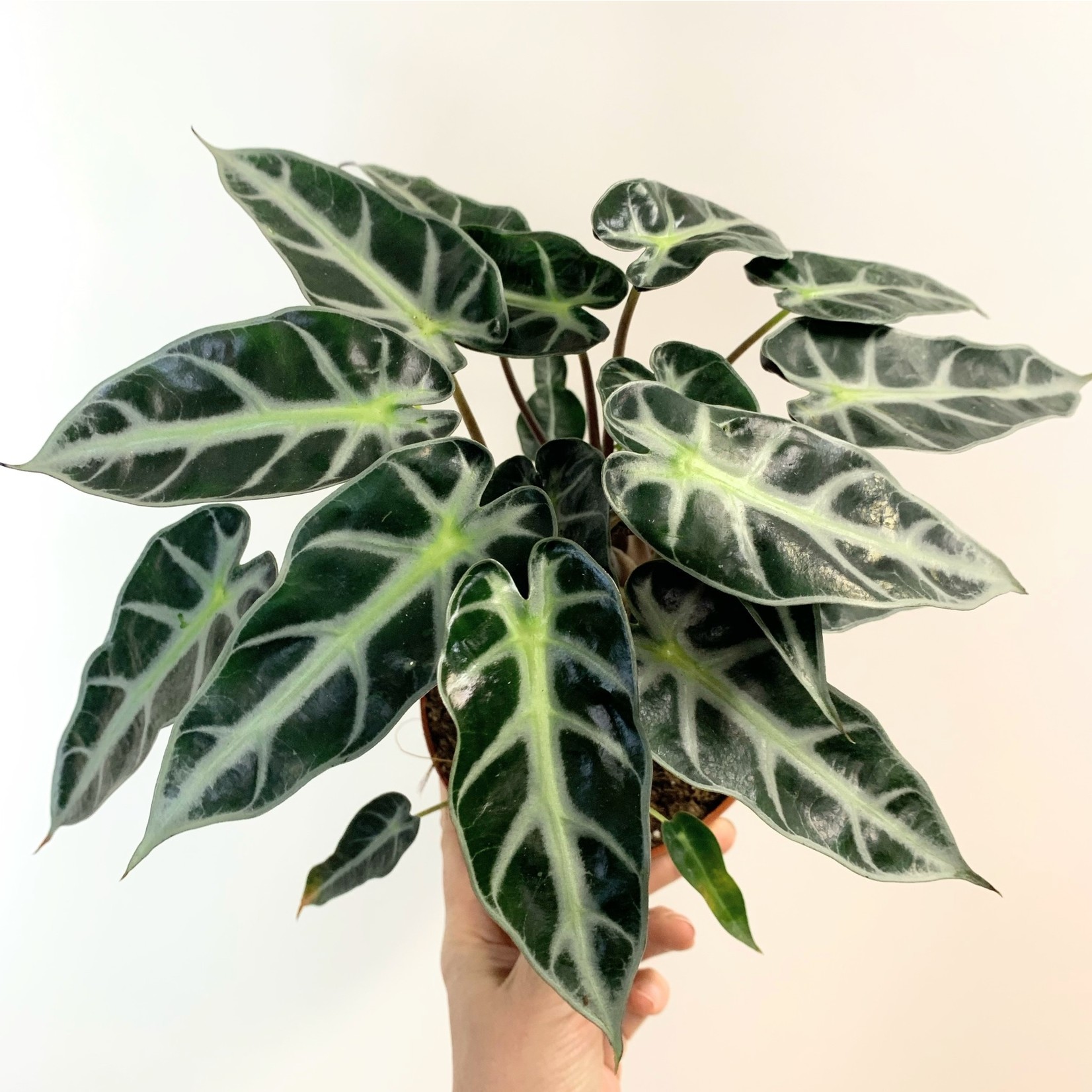 Planten Alocasia Bambino Arrow - Ø14