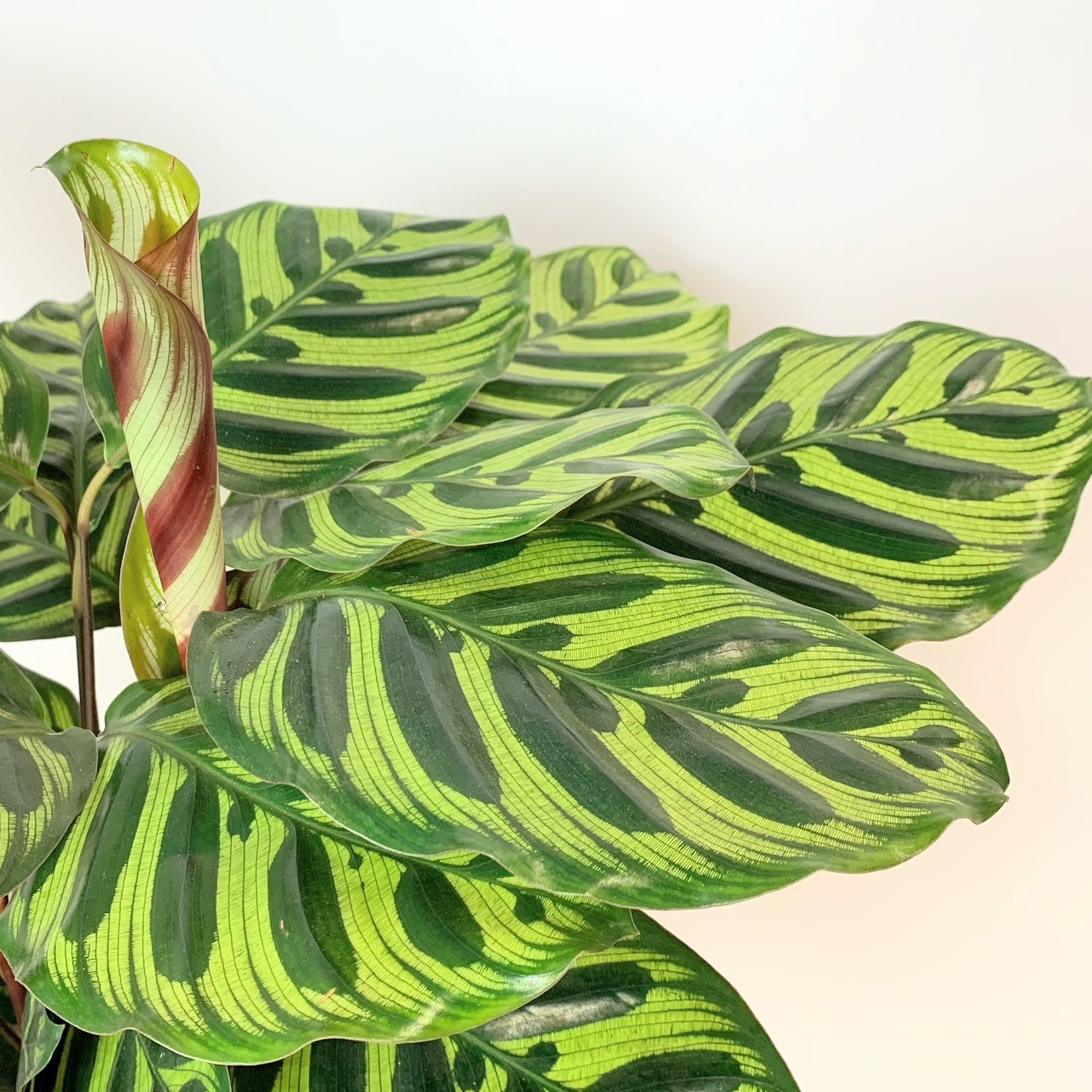 Planten Calathea makoyana - Ø17