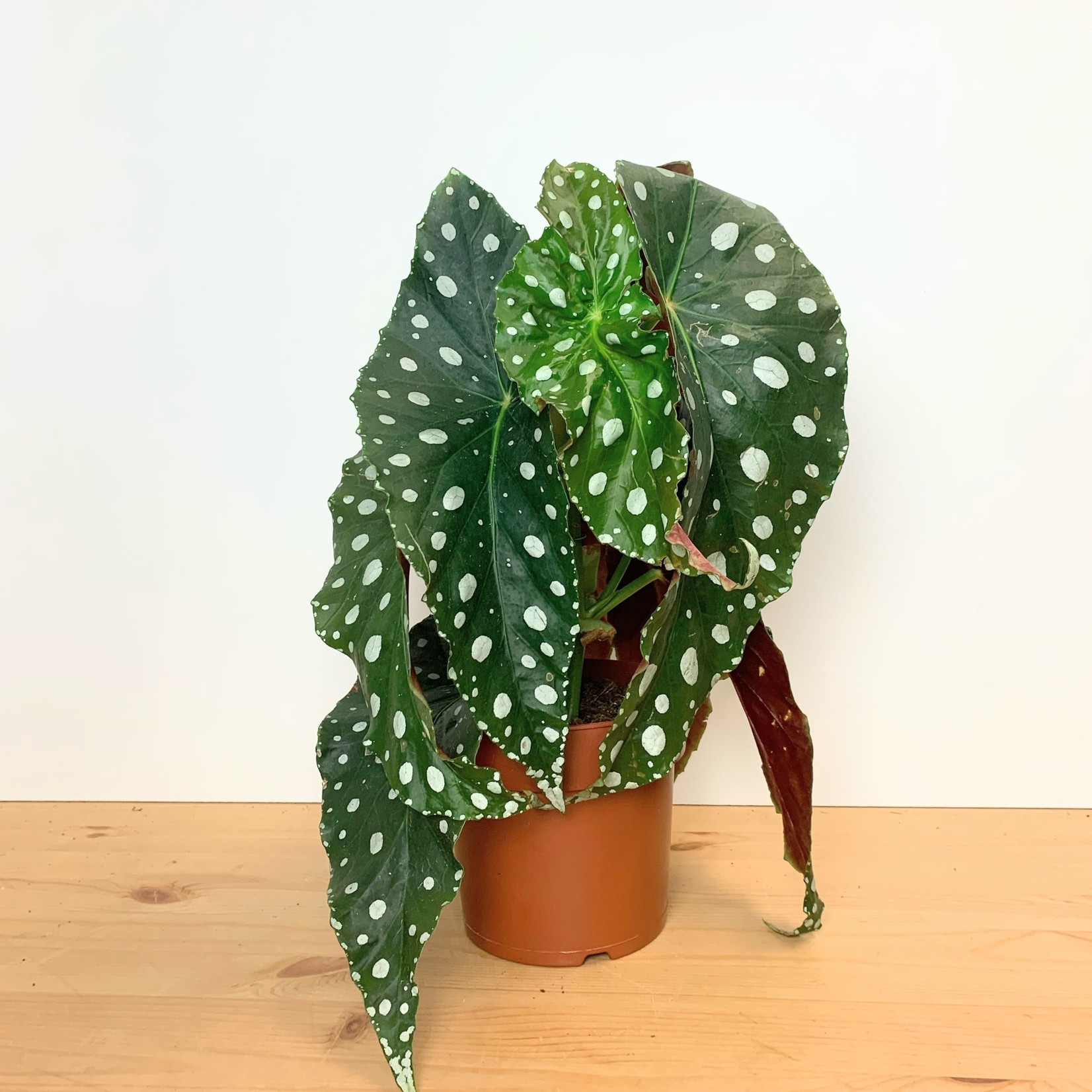 Planten Begonia maculata megadot - Ø17