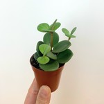 Planten Peperomia tetraphylla ‘hope’ - Ø05