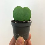 Planten Hoya kerrii - Ø06