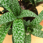 Planten Ledebouria socialis 'scilla violacea' - Ø12