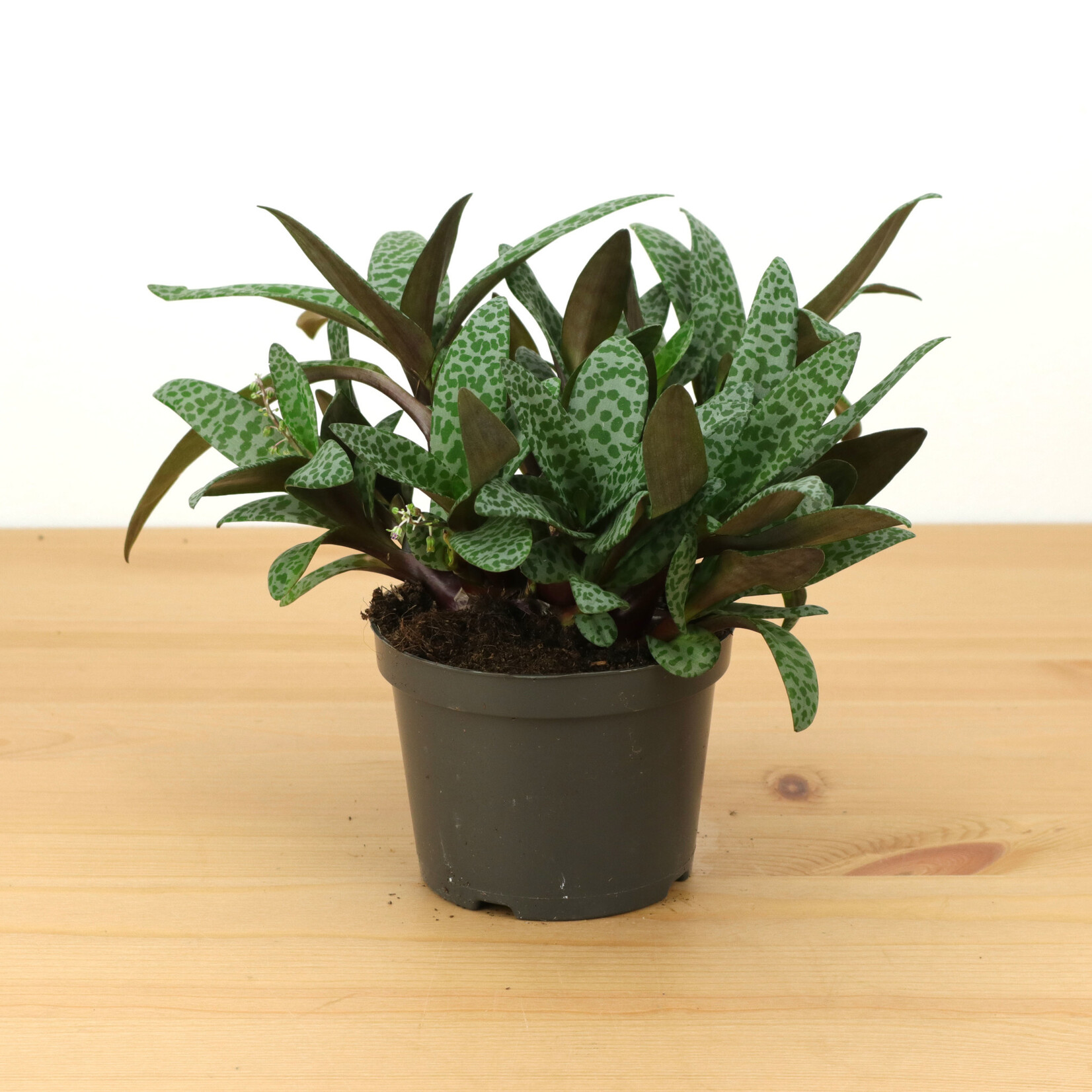 Planten Ledebouria socialis 'scilla violacea' - Ø12