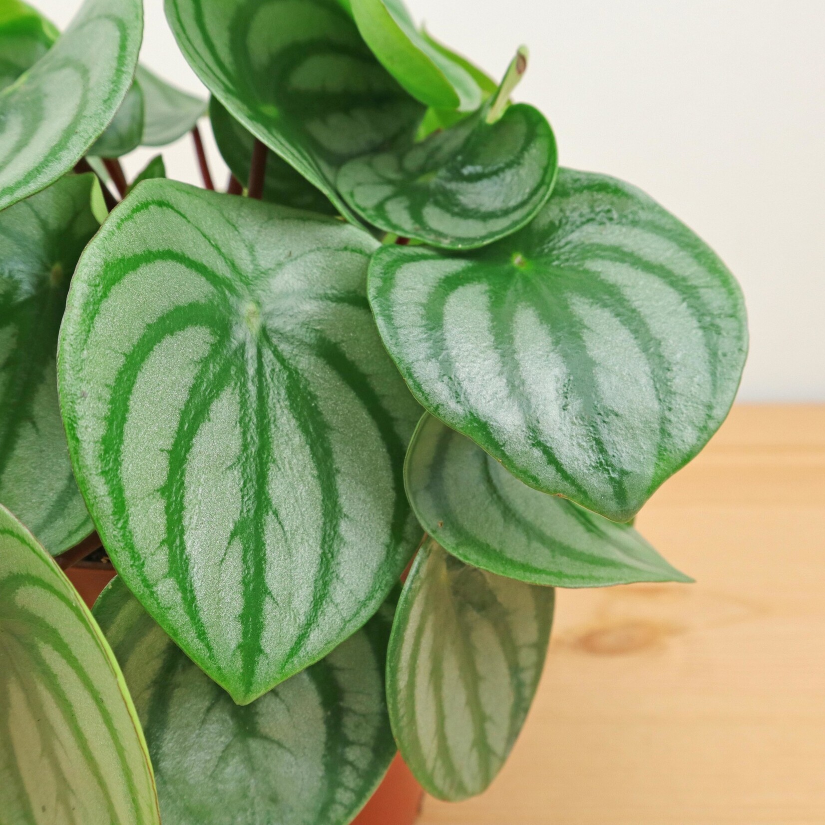 Planten Peperomia argyreia - Ø12