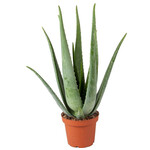 Planten Aloe Vera -  Ø19