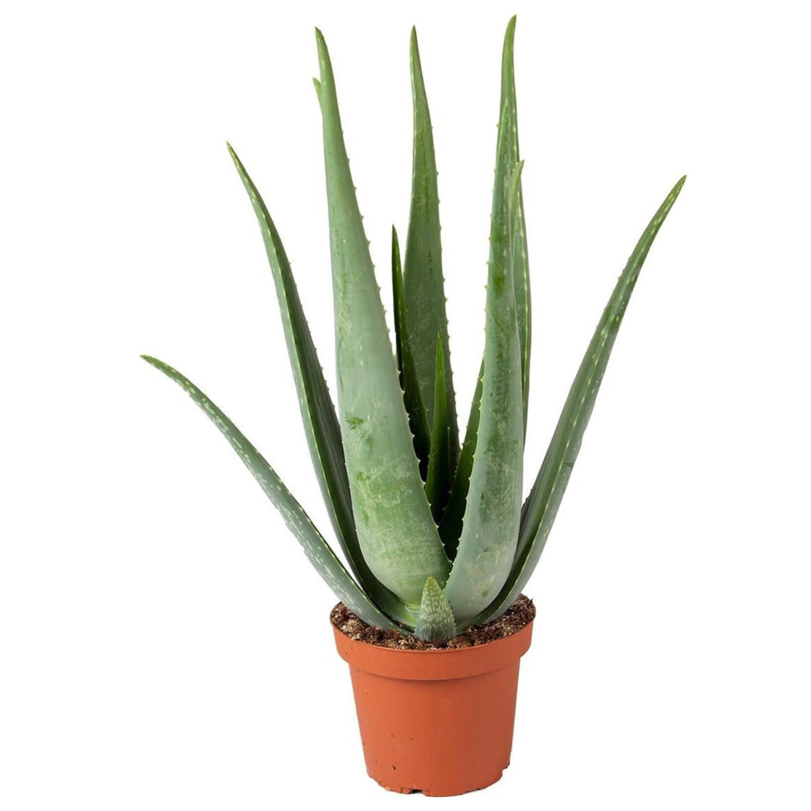 Planten Aloe Vera -  Ø19