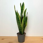 Planten Sansevieria laurentii - Ø14