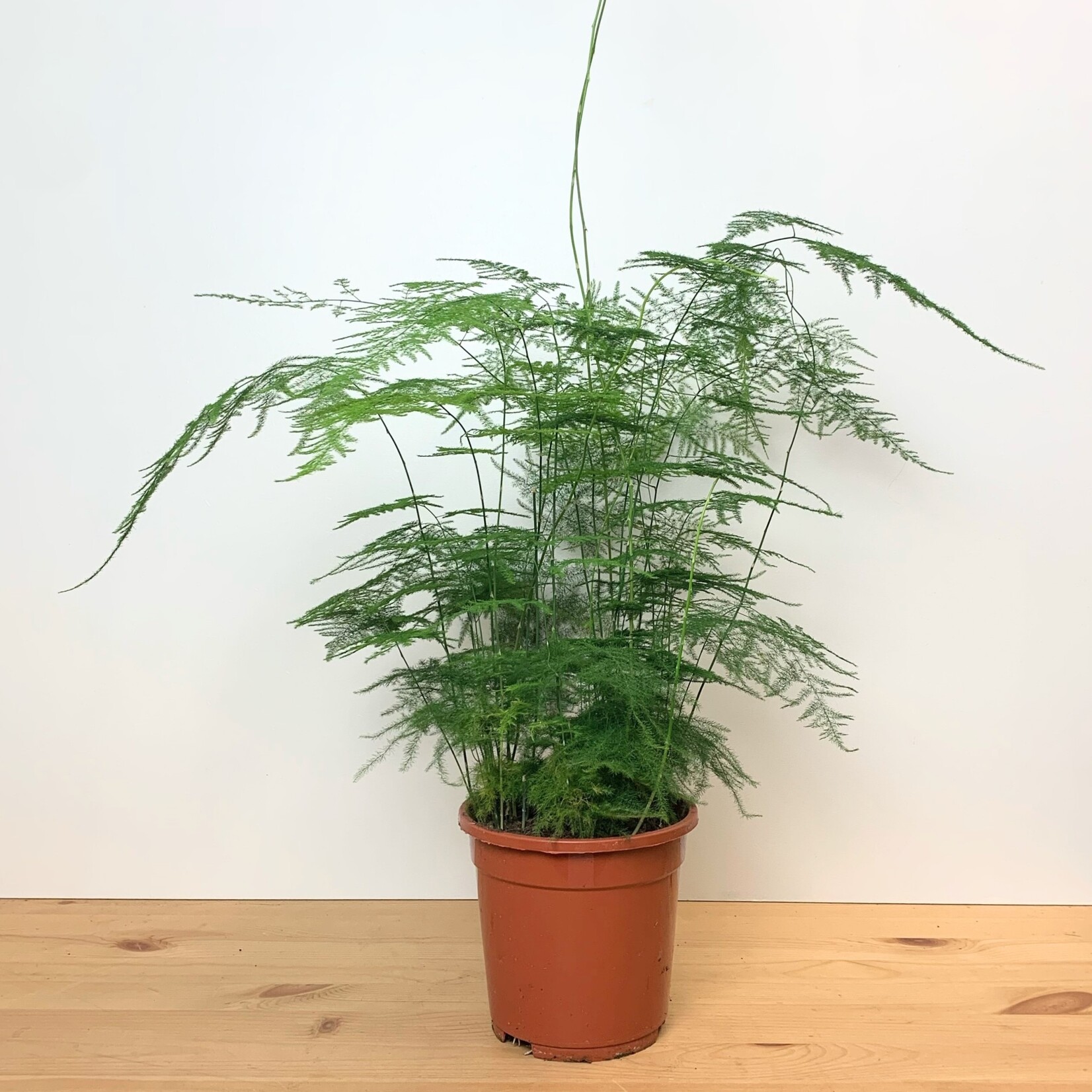 Planten Asparagus plumosus - Ø17