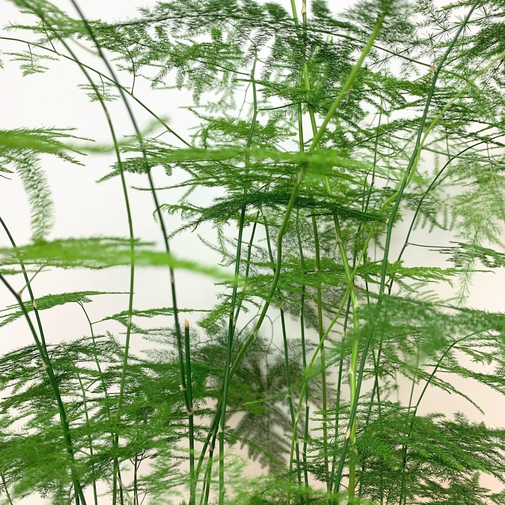 Planten Asparagus plumosus - Ø17