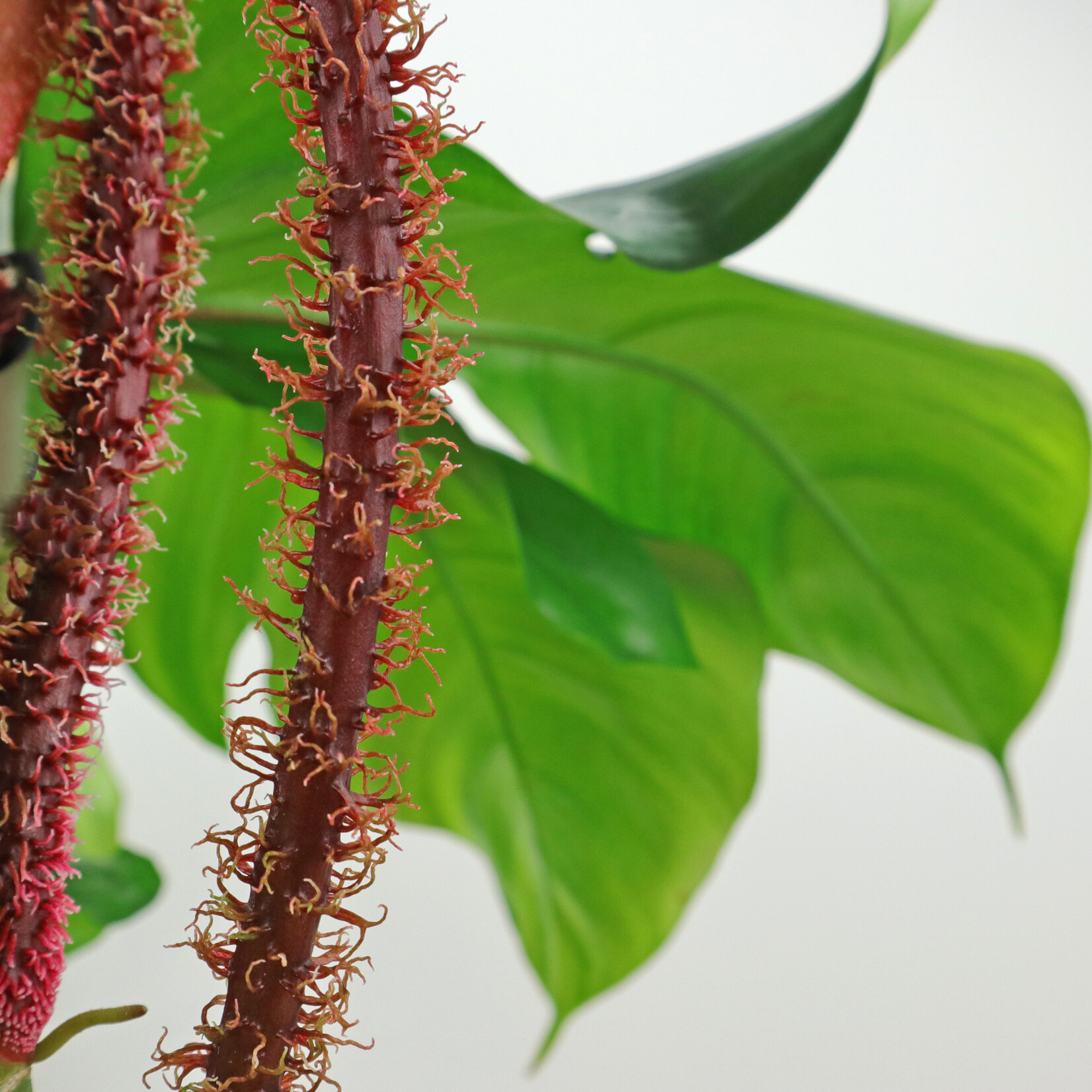 Planten Philodendron squamiferum - Ø17