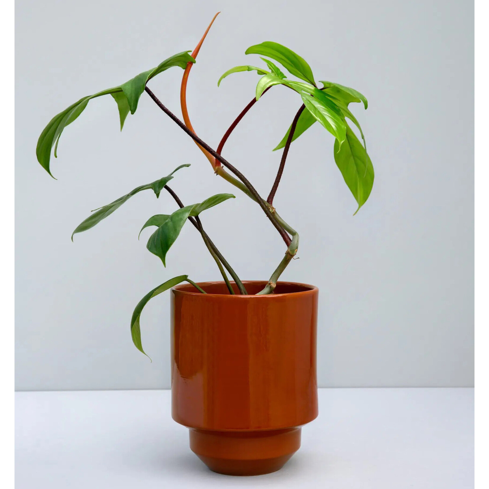 Bergs Potter Hoff pot rusty red - Ø13