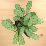 Planten Ctenanthe burle marxii amagris - Ø14