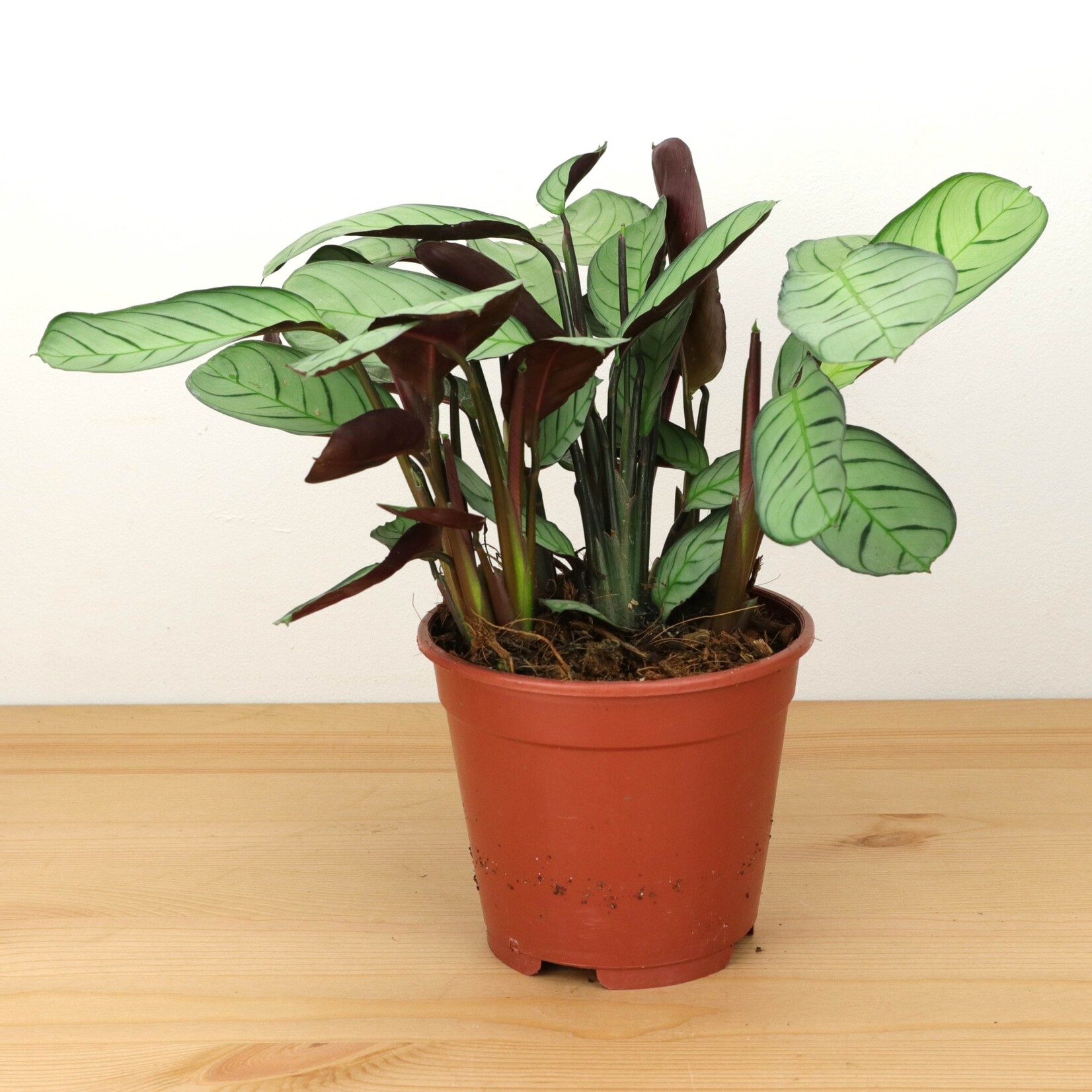 Planten Ctenanthe burle marxii amagris - Ø14
