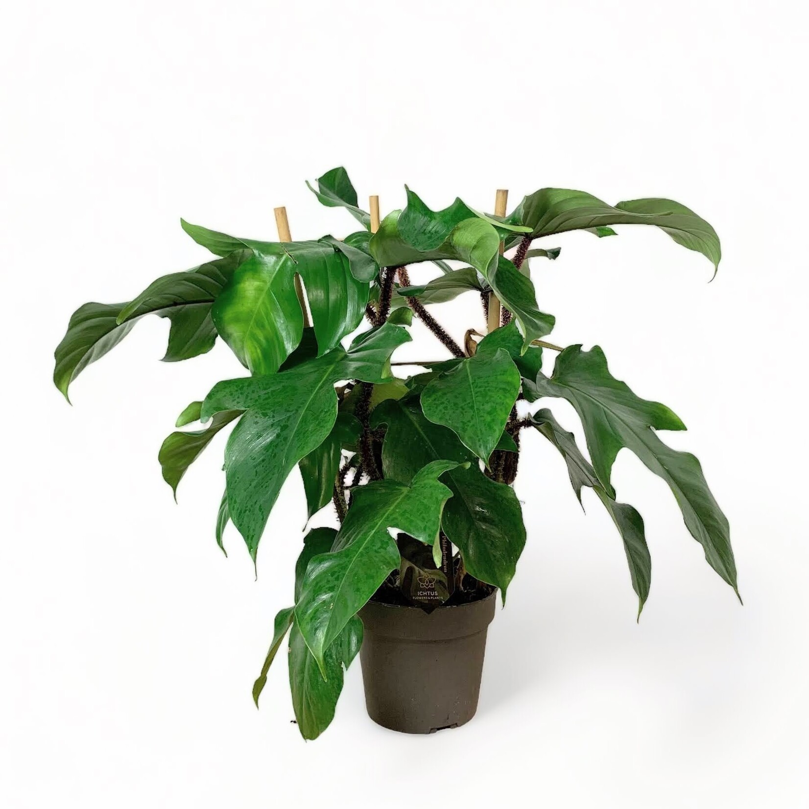 Planten Philodendron squamiferum - Ø17