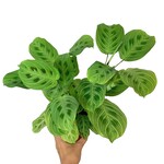 Planten Maranta leuconeura fantasy - Ø12