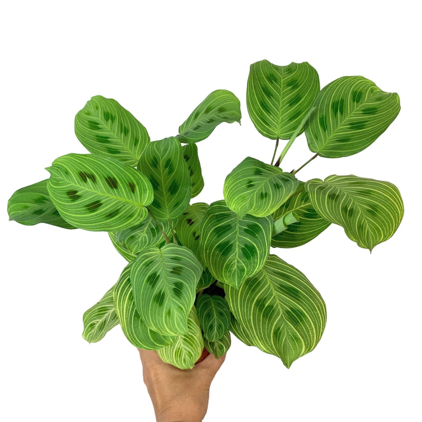 Planten Maranta leuconeura fantasy - Ø12