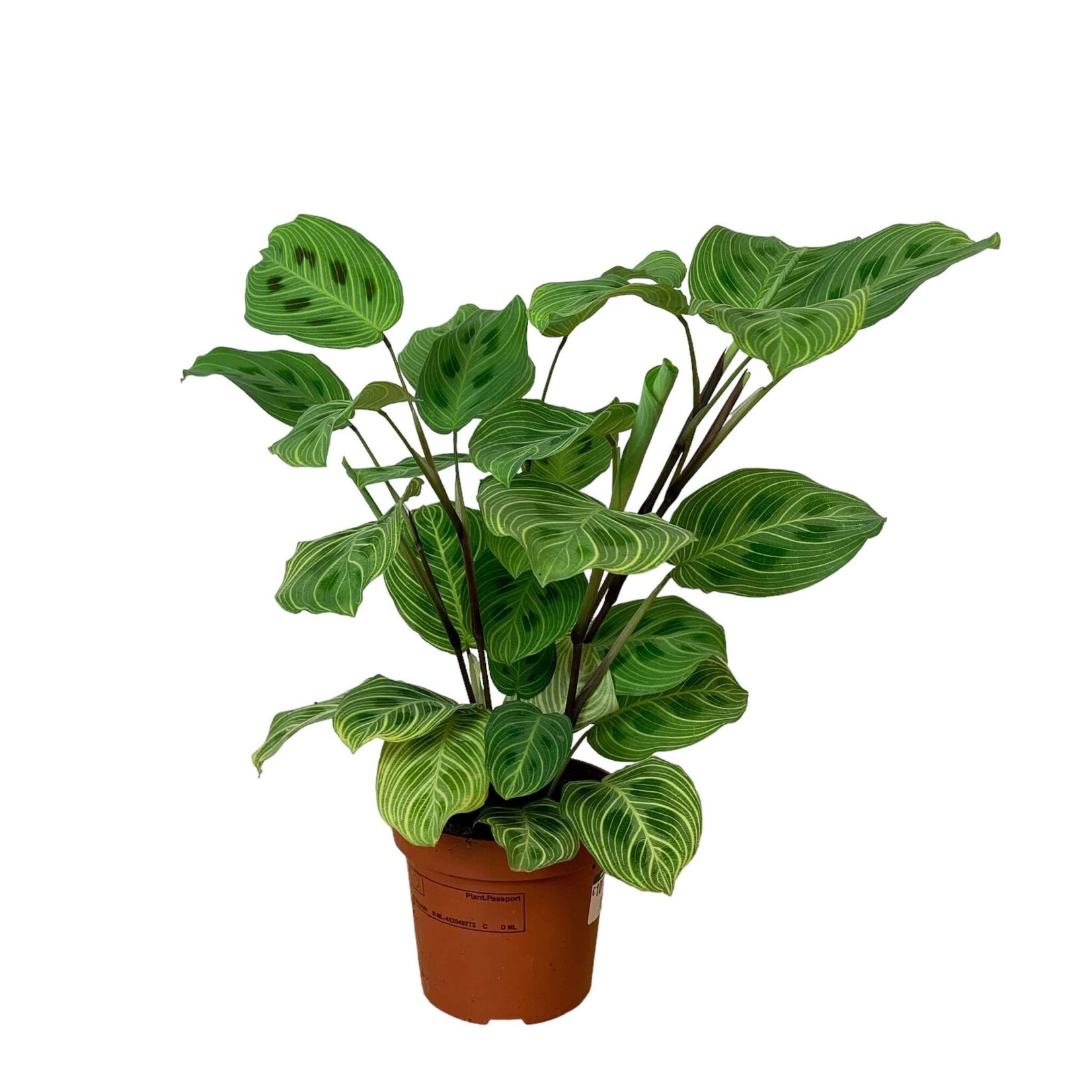 Planten Maranta leuconeura fantasy - Ø12