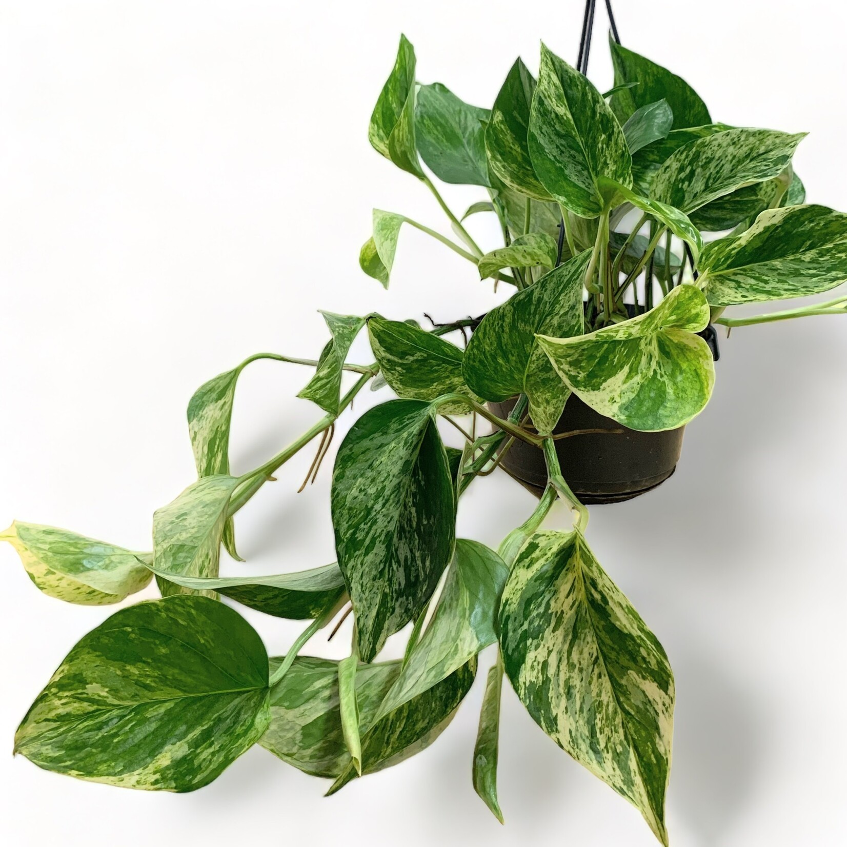 Planten Epipremnum marble queen - Ø15