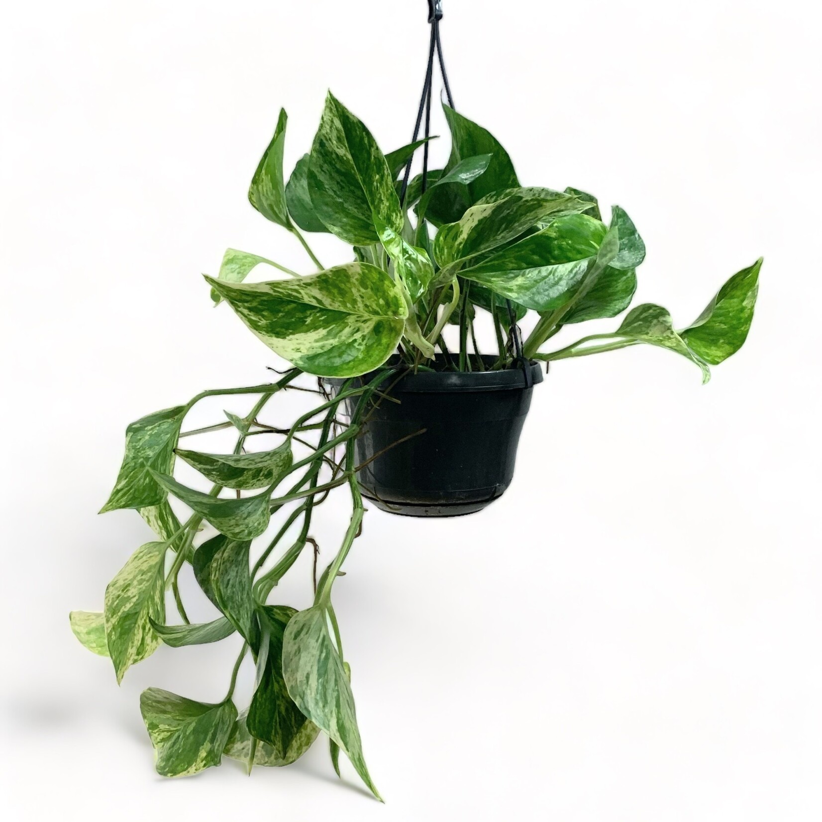 Planten Epipremnum marble queen - Ø15
