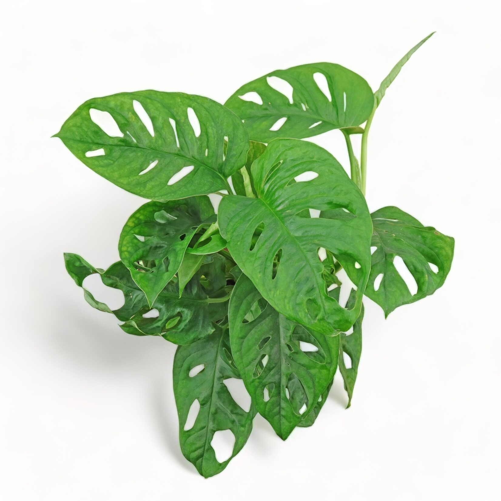 Planten Monstera adansonii - Ø12