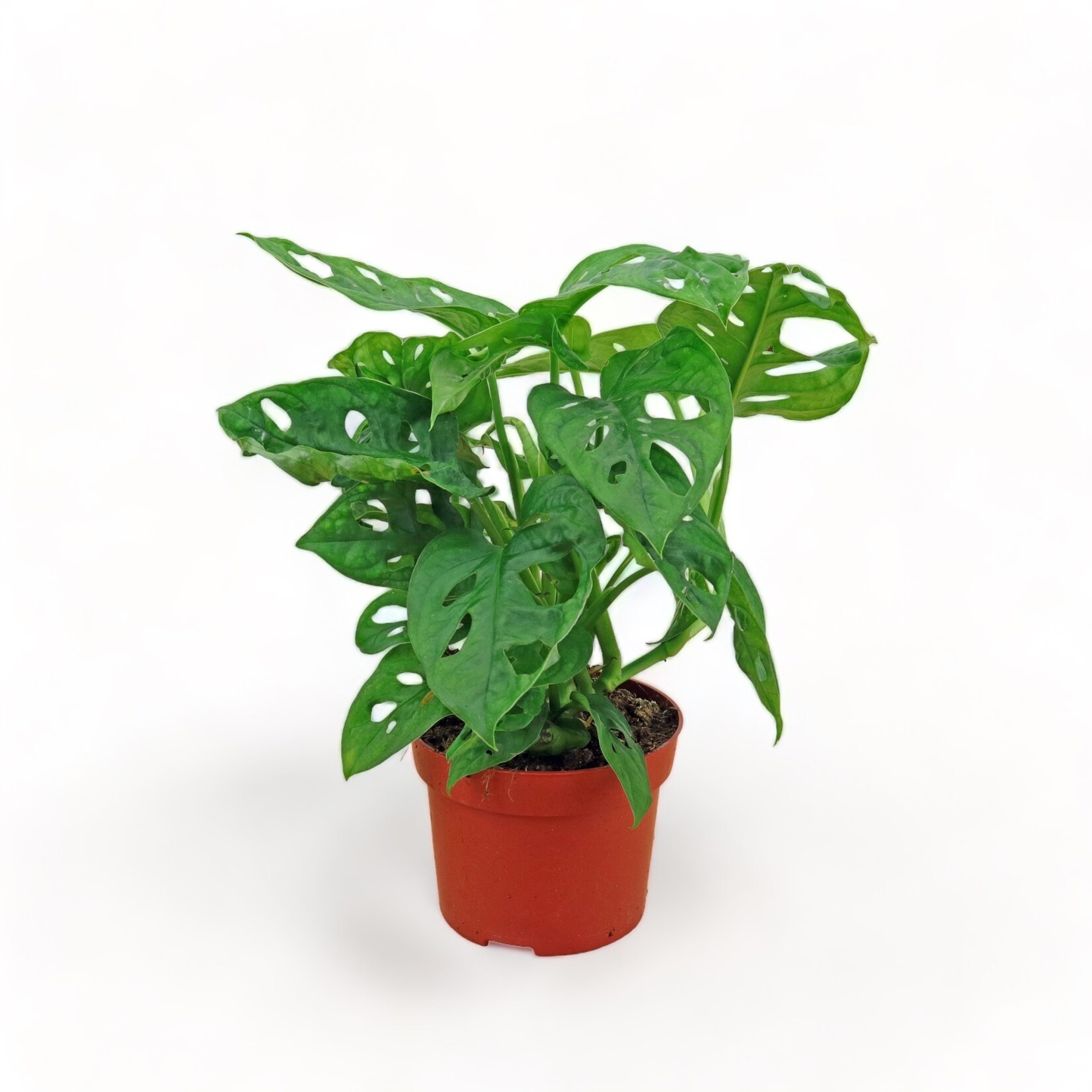 Planten Monstera adansonii - Ø12