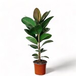 Planten Ficus elastica robusta - Ø21 - Hoogte 100 cm
