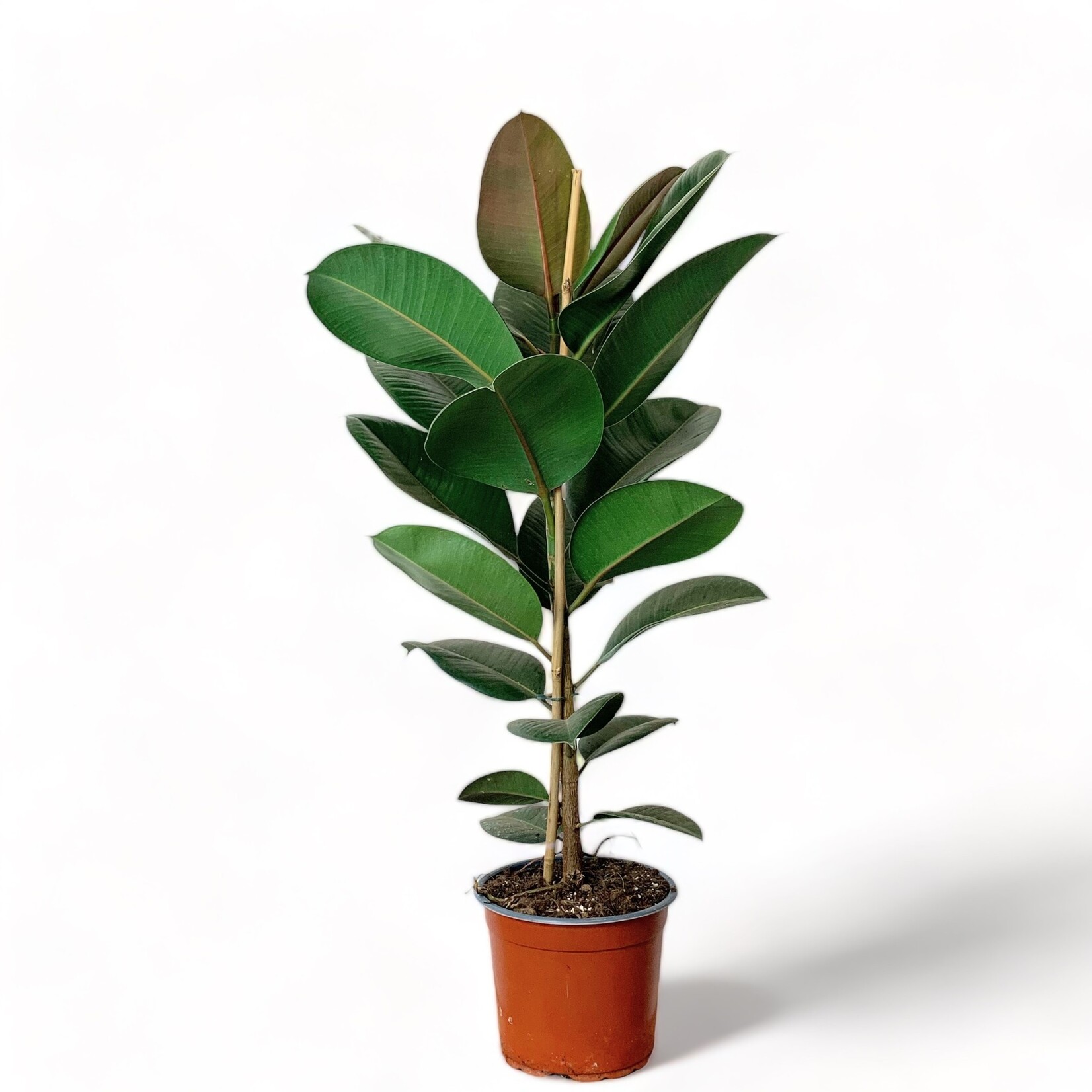 Planten Ficus elastica robusta - Ø21