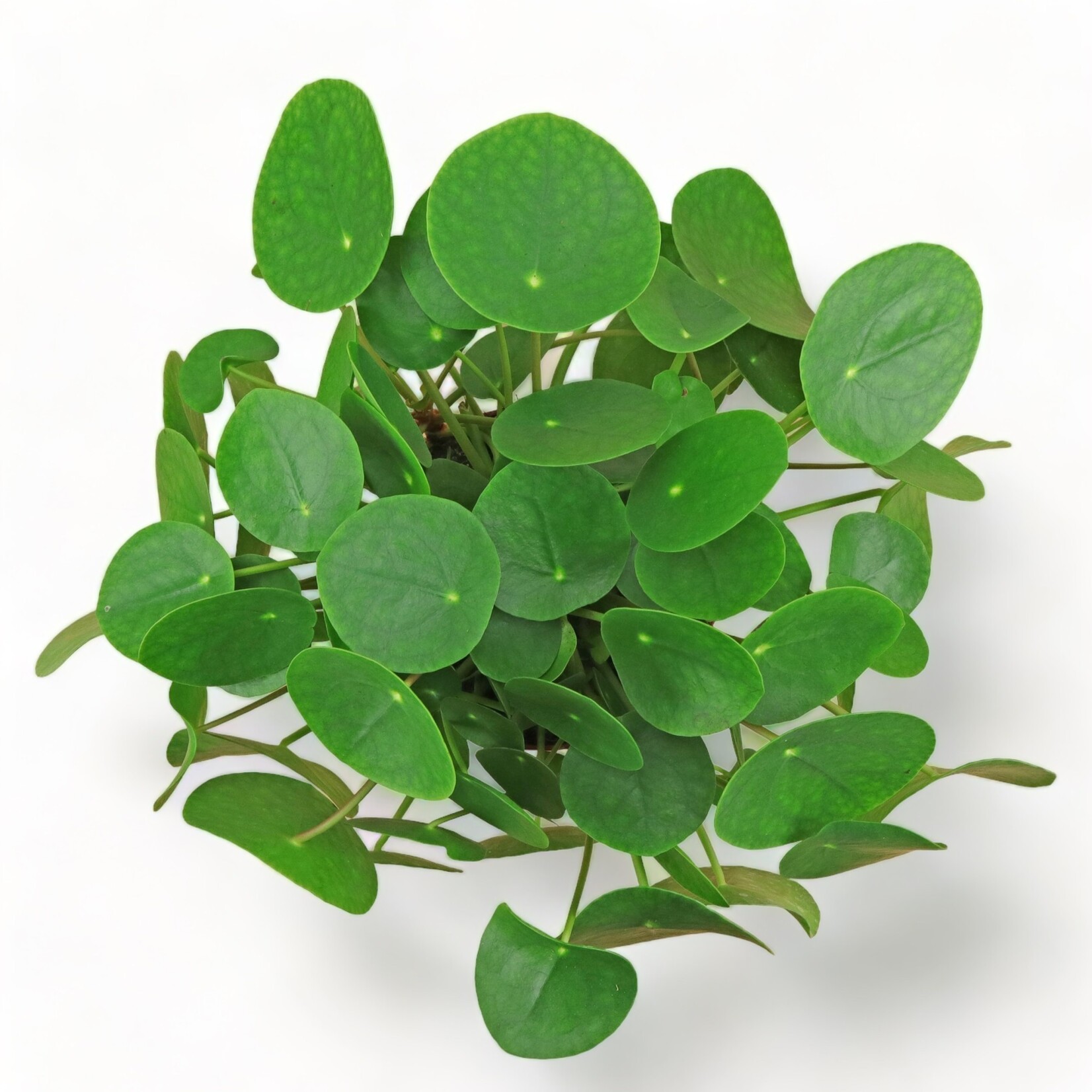 Planten Pilea peperomioides - Ø15