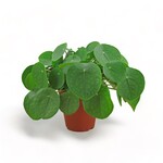 Planten Pilea peperomioides - Ø15