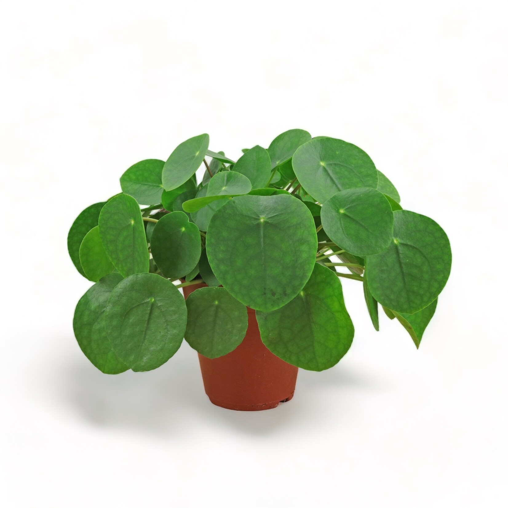 Planten Pilea peperomioides - Ø15