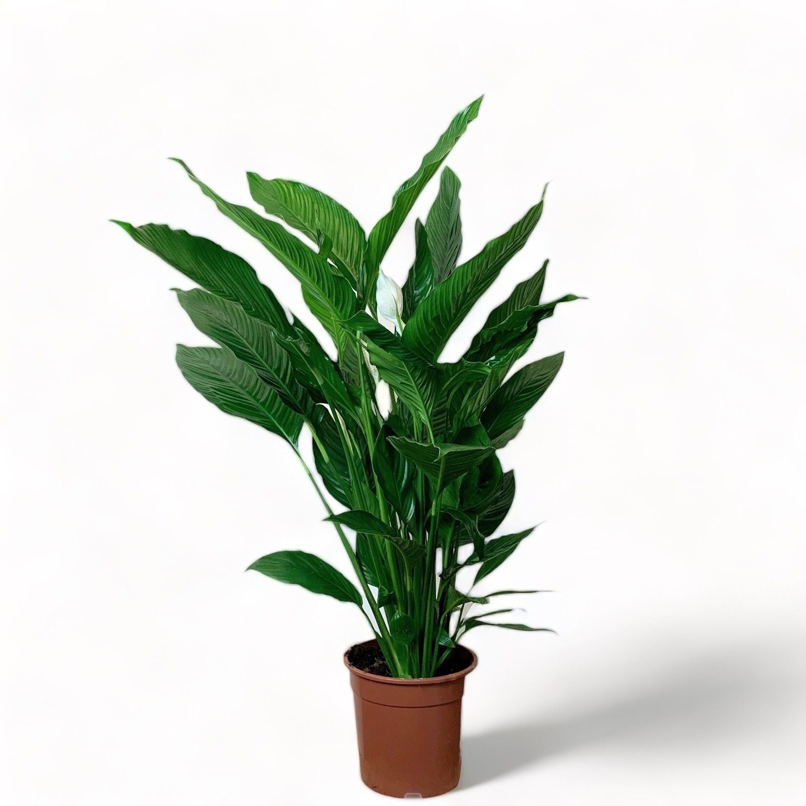 Planten Spathiphyllum sweet sebastiano - Ø24