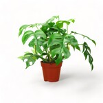 Planten Rhaphidophora tetrasperma - Ø12