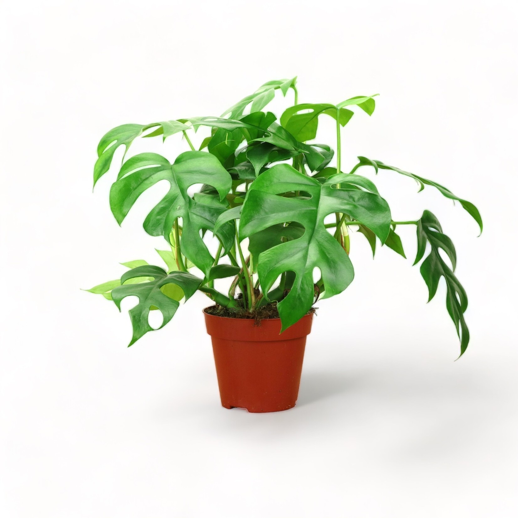 Planten Rhaphidophora tetrasperma - Ø12