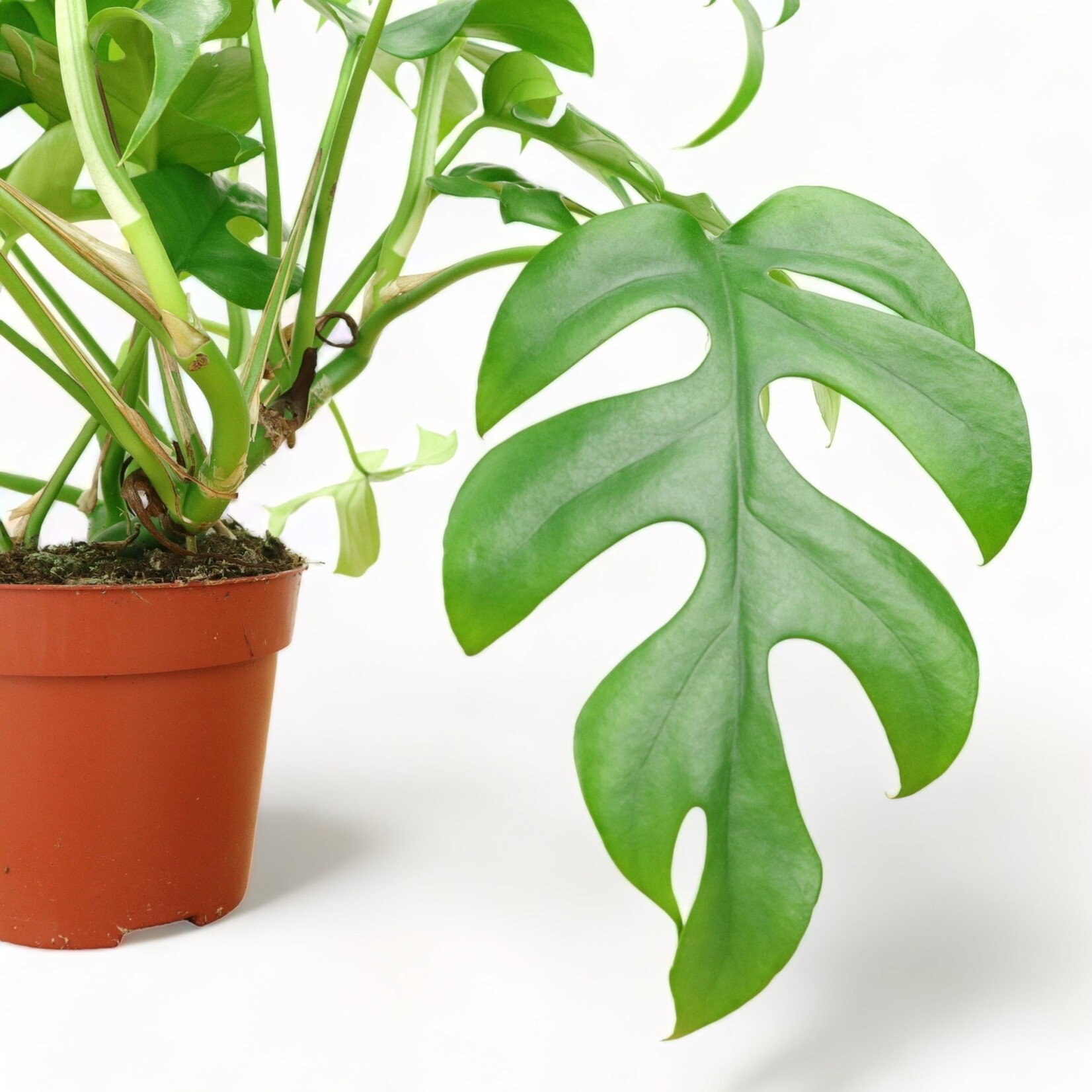 Planten Rhaphidophora tetrasperma - Ø12