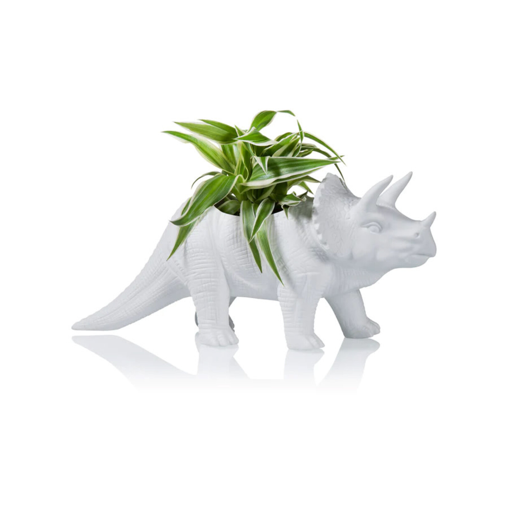 Bitten Triceratops - Ø06