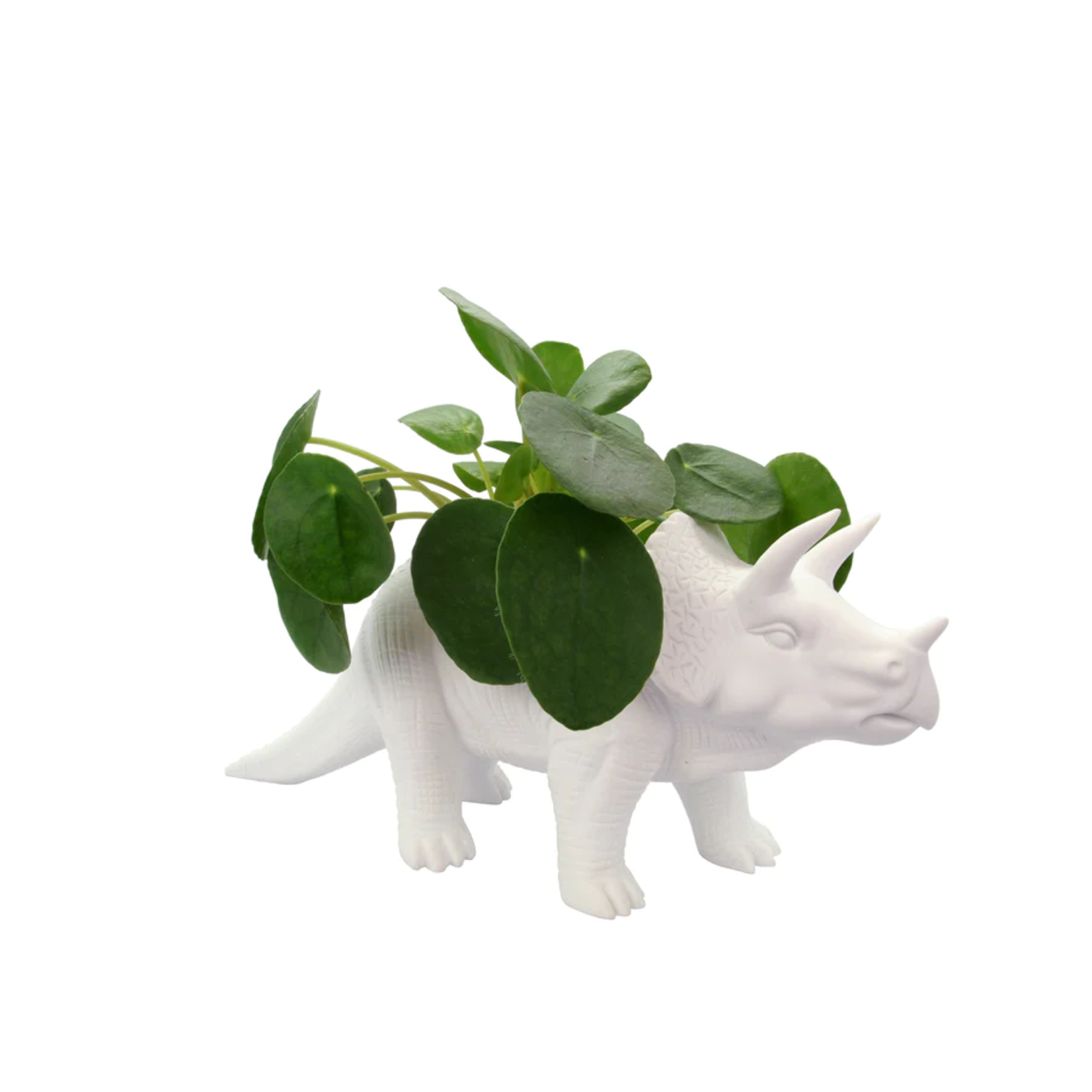 Bitten Triceratops - Ø06