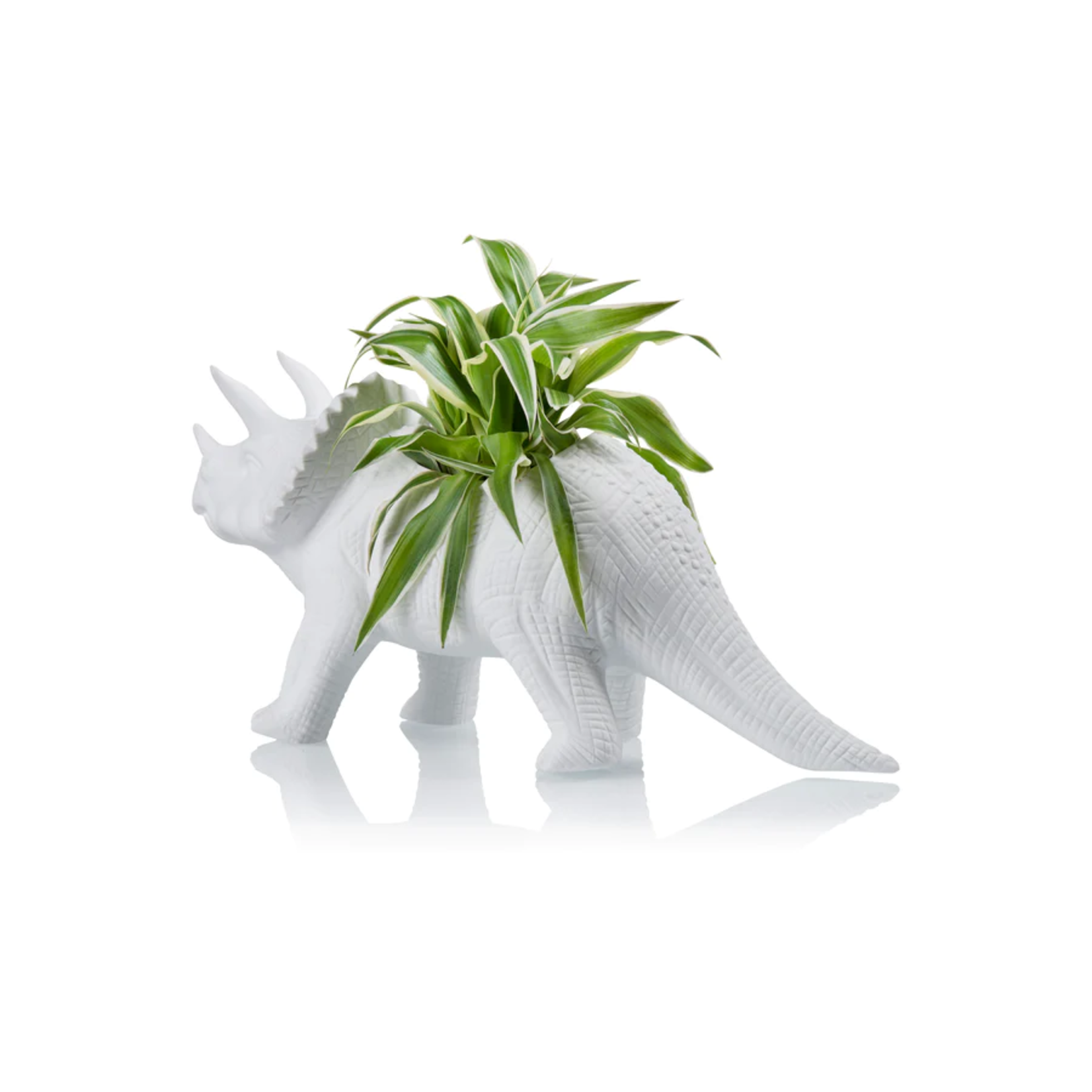 Bitten Triceratops - Ø06