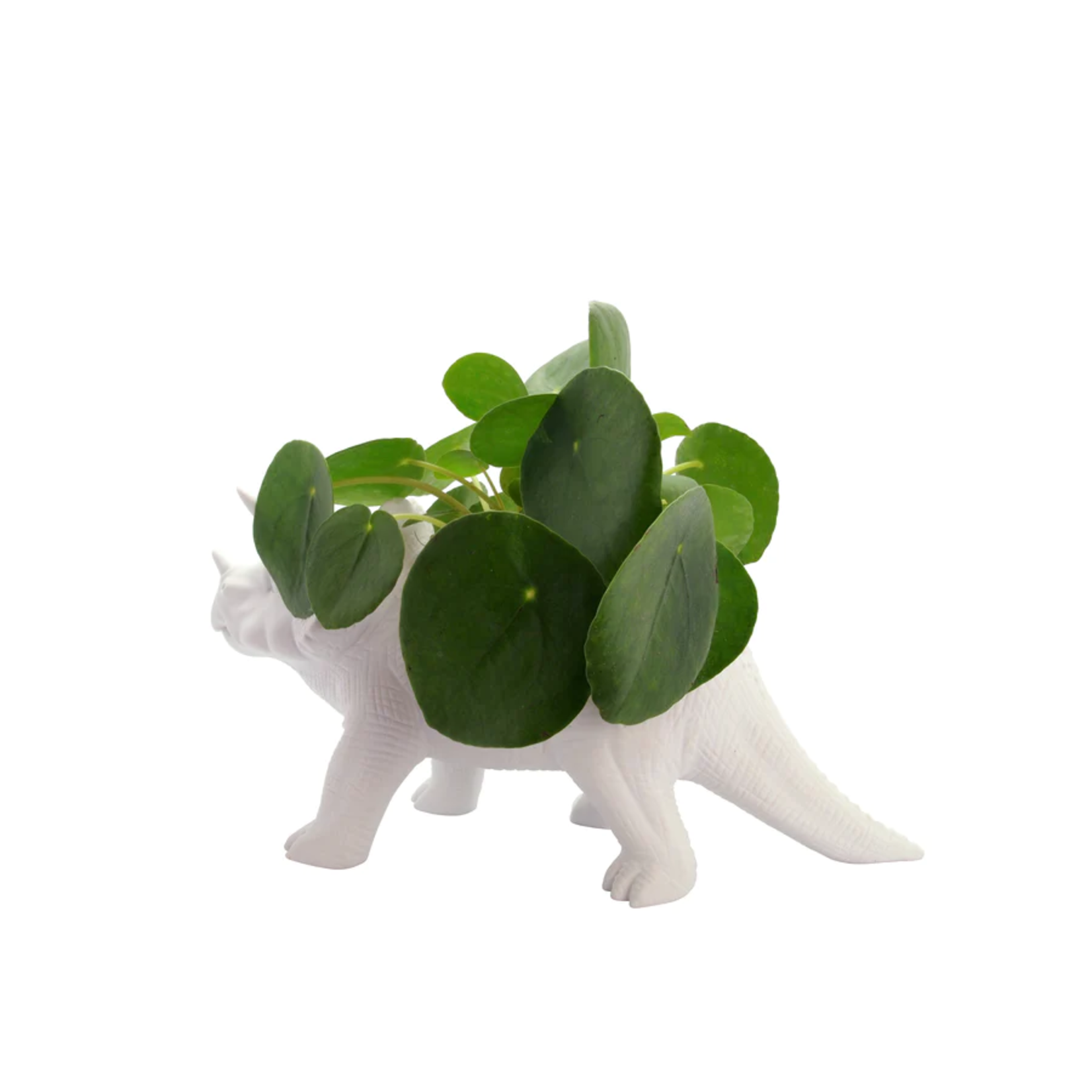 Bitten Triceratops - Ø06