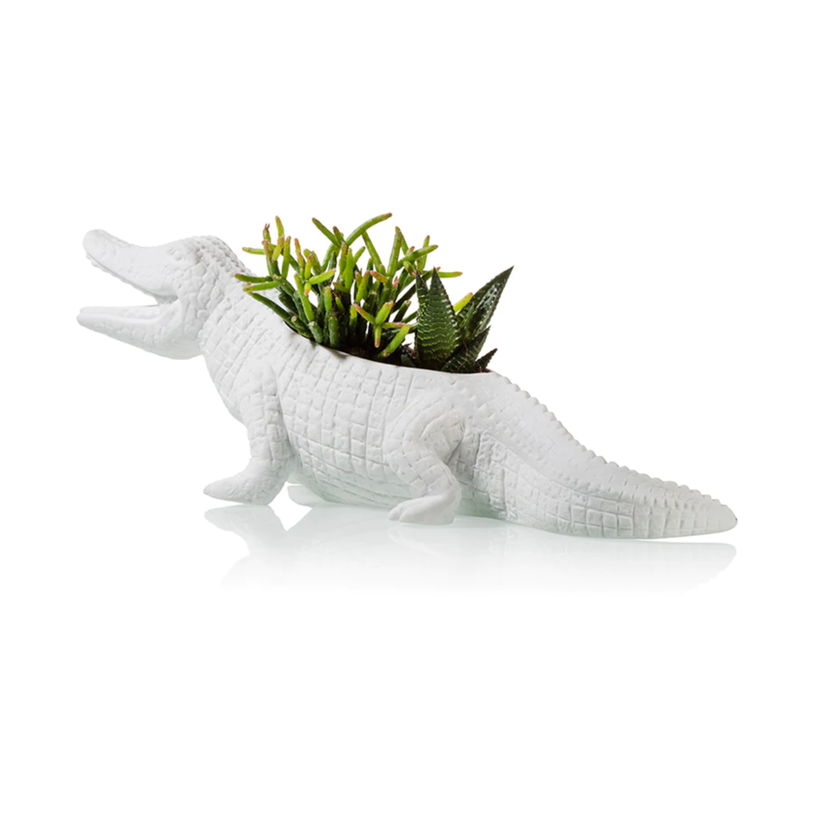 Bitten Crocodile - Ø06